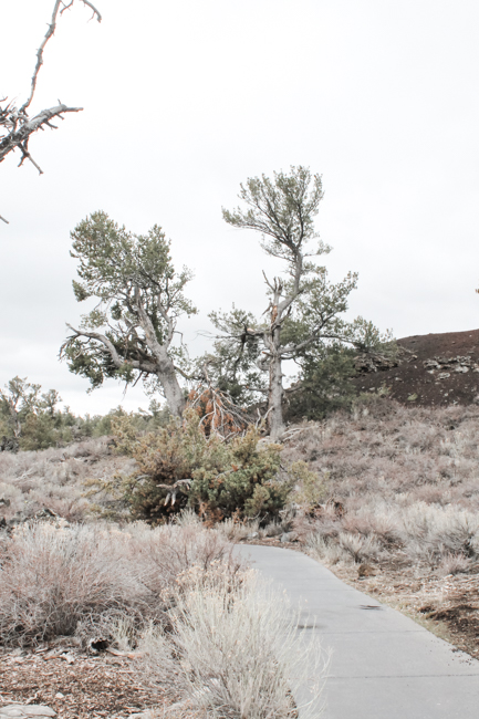 Trees and grasses are some of the landscape you can enjoy while spending time in Craters of the Moon camping.