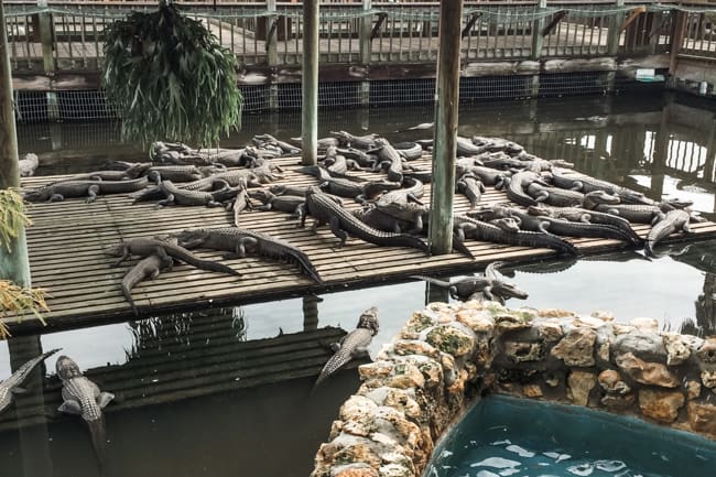 If you want to see alligators, Gatorland is one of the best things to do in Orlando.