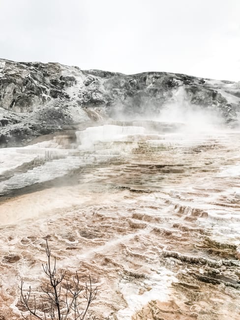 A great Yellowstone activity is driving up to Mammoth Hot Springs