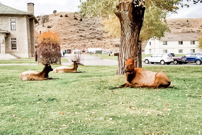 Wildlife in Mammoth on a Yellowstone vacation