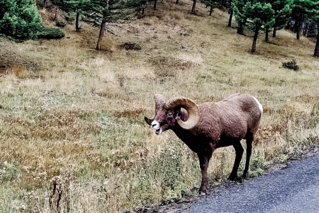 Seeing wildlife is one of the best things to do in Yellowstone