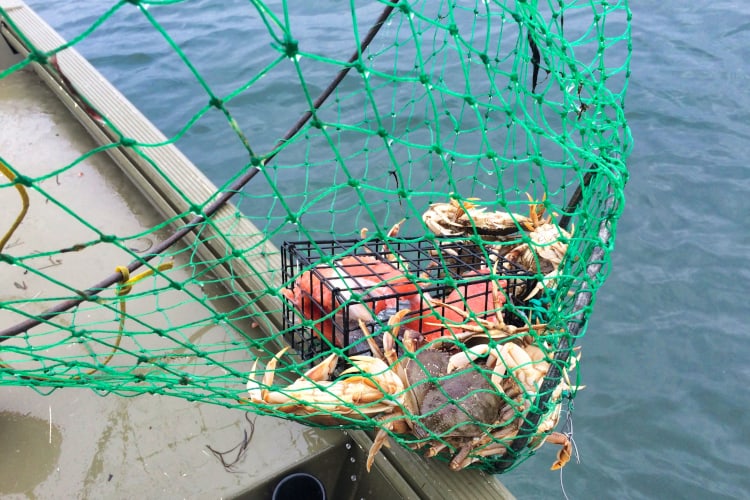 Crabbing is a popular activity along the Oregon Coast