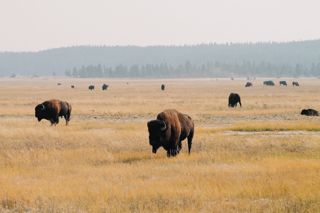 Admiring wildlife in Yellowstone with kids