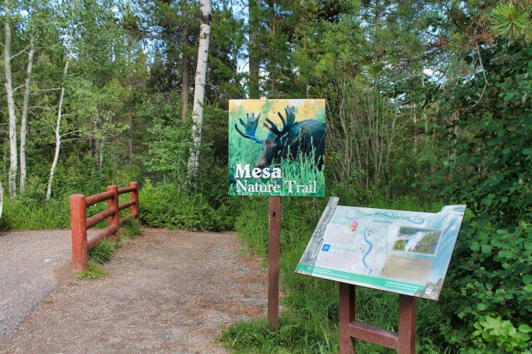 Trail leading to Lower Mesa Falls