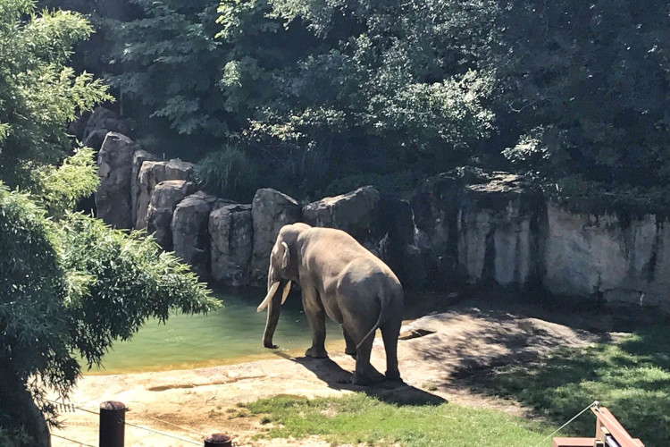 Visiting the elephants at the National Zoo is one of the fun things to do in DC off of the National Mall