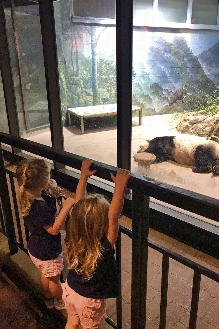 Seeing a panda at the National Zoo during a weekend in Washington DC