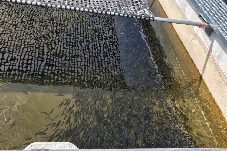 The Sawtooth Fish Hatchery is one of the fun Stanley attractions
