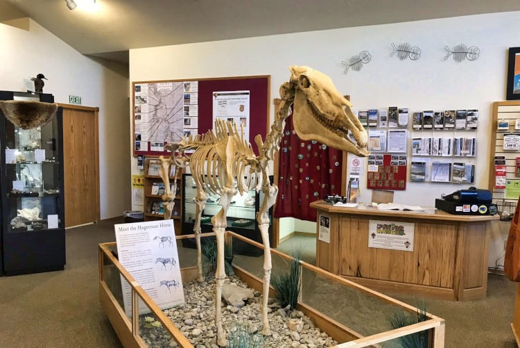 You can see a skeleton of the Hagerman Horse at the Visitor Center