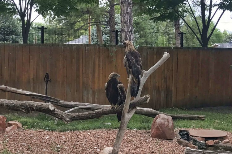 Birds from the Tracy Aviary, a great stop in Salt Lake with toddlers