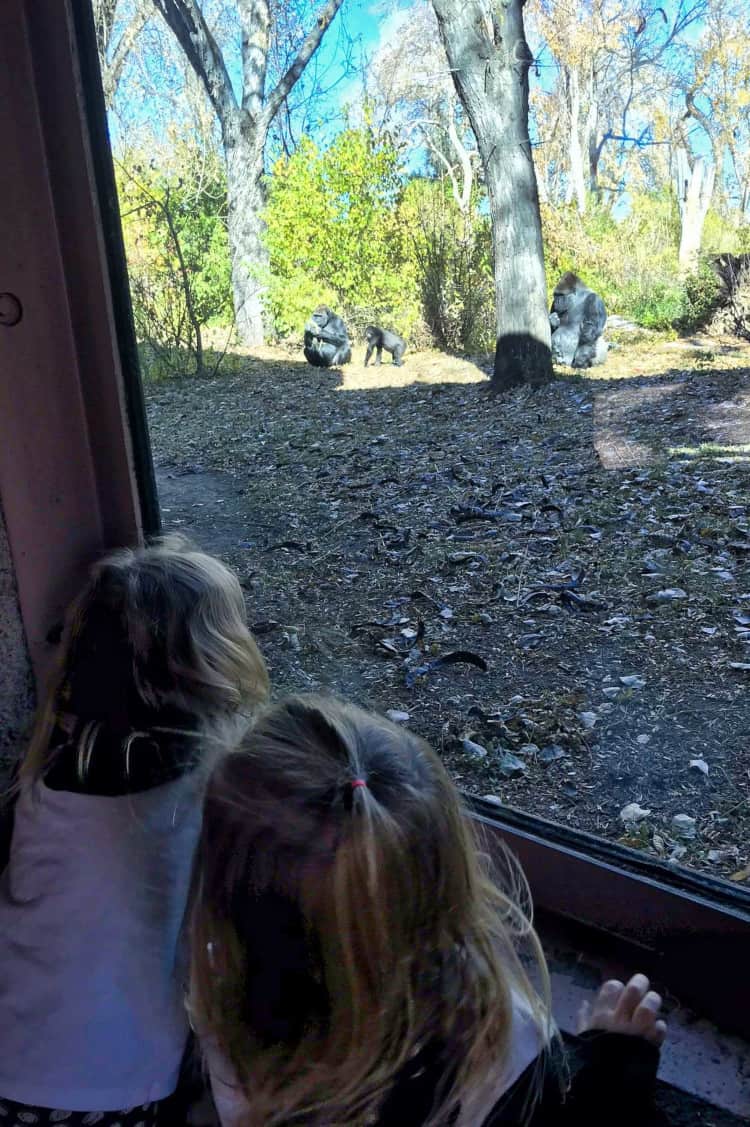 The Denver Zoo is one of the best kid-friendly places in Denver Colorado