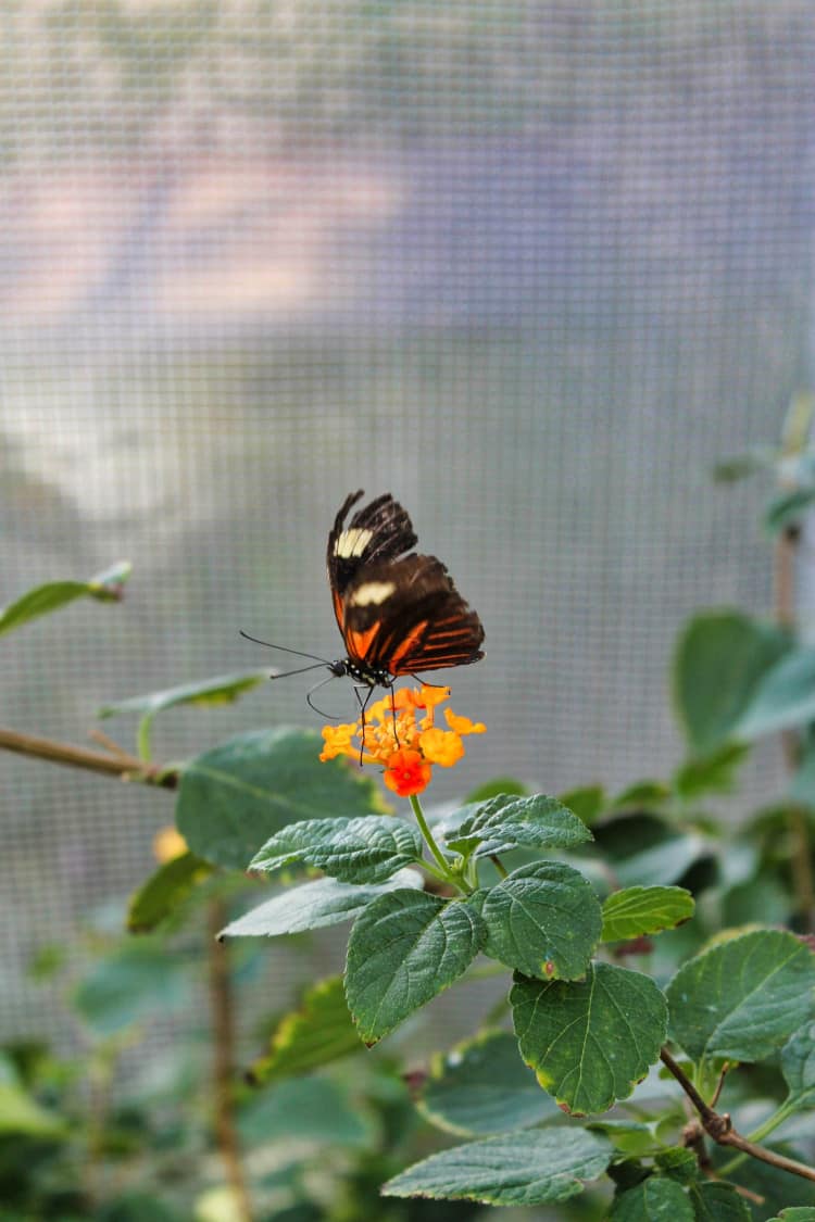 Butterfly Museum in Denver Colorado