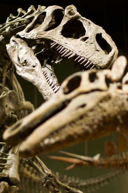 A dinosaur skeleton at the Nature and Science Museum, one of the best places to visit in Denver in the summer.