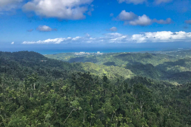A guided tour through the rainforest is one of the best things to do in Puerto RIco