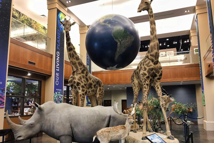 Exhibit at the Bean Museum in Provo, Utah
