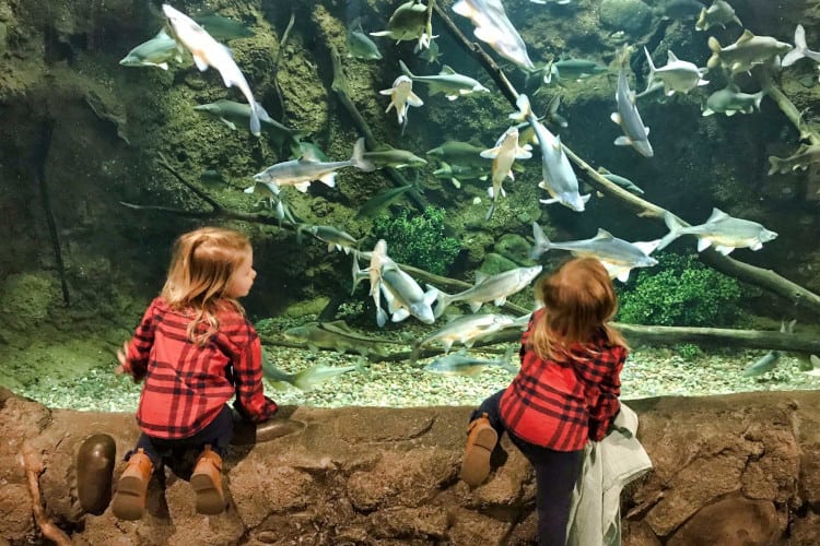 Kids looking at Fish at the Loveland Living Planet Aquarium