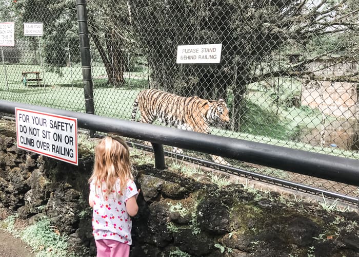 Young girl with Bengal Tiger at the Panaewa Rainforest Zoo on the Big Island