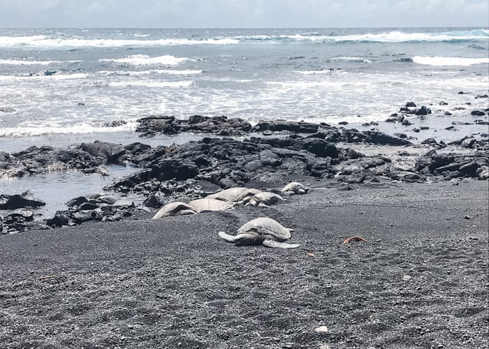 It is common to see turtles on the black sands beaches on the Big Island in Hawaii