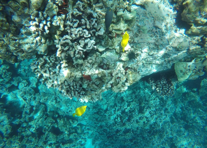 Fish in the ocean in Hawaii