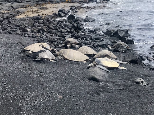 Sea turtles on the Big Island in Hawaii