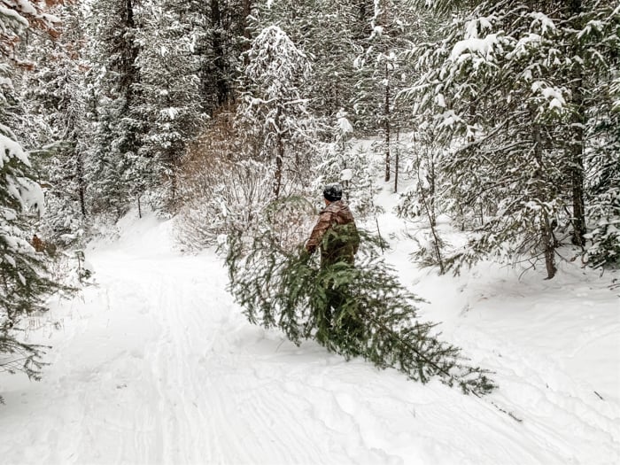 Carrying a Christmas tree through the snow