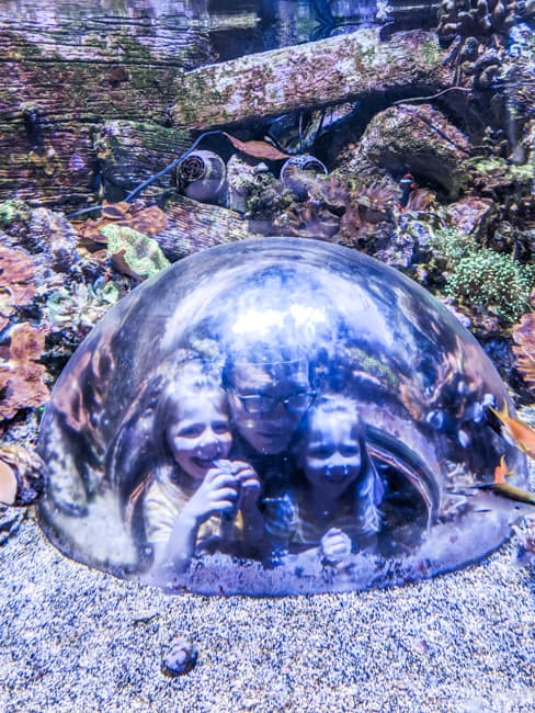Exploring Sealife Aquarium is one of many fun indoor Places for Kids in Phoenix
