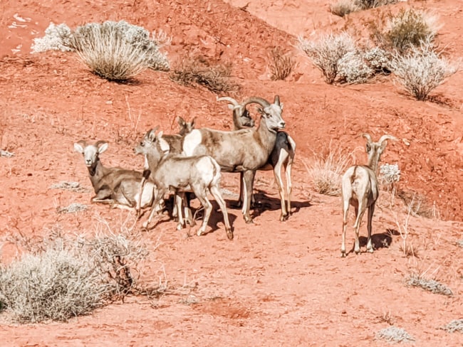 One of the many fun things to do in Las Vegas - Big Horned Sheep in the Valley of Fire
