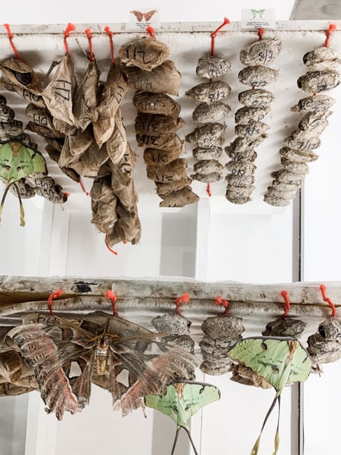 Live chrysalises in Butterfly Wonderland near Phoenix