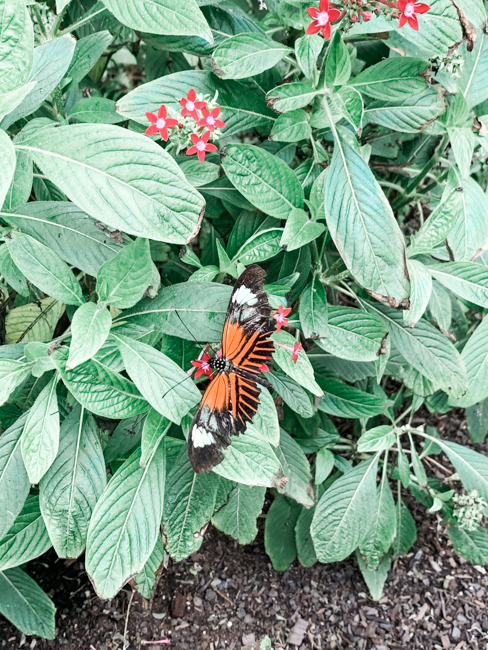 Butterfly at Butterfly Wonderland in Scottsdale, Arizona
