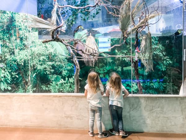 Odysea Aquarium And Butterfly Wonderland A Fun Family Stop In Phoenix 