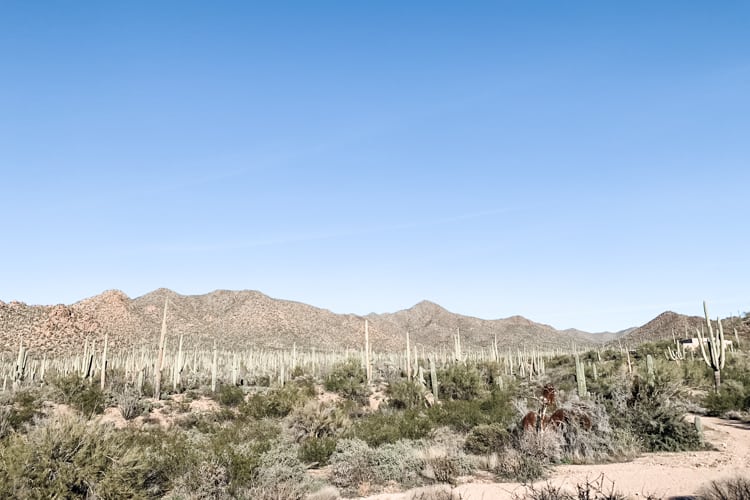 Hikes in Saguaro National Park Arizona have beautiful Views