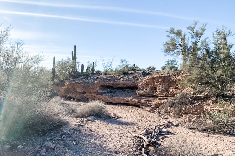 There are lots of great hikes in Saguaro National Park.