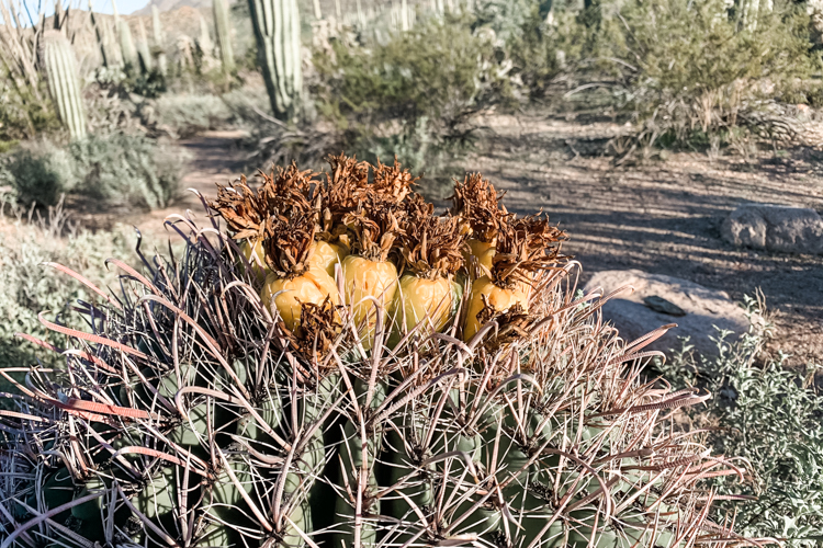 Vegetation along the Hikes in Saguaro National Park