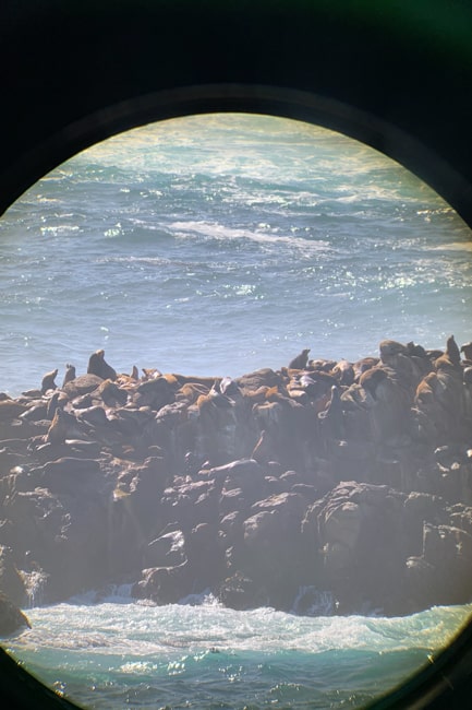 Sea Lions at Sea Lion Point in Point Lobos State Reserve