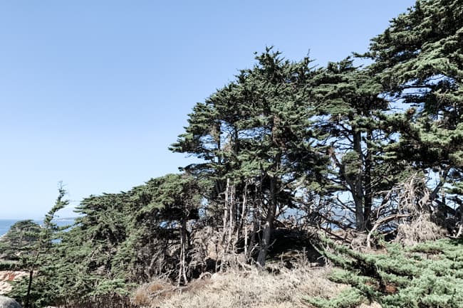 Granite Point Trail is one of the fun Point Lobos hikes