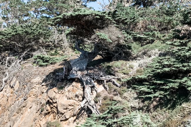 Old Veteran Cypress at Point Lobos State Preserve
