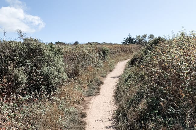 Hiking trail in Point Lobos