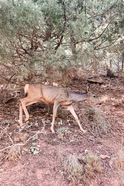 Zion National Park Wildlife