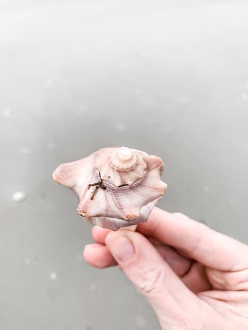 Shell from Hunting Island State Park