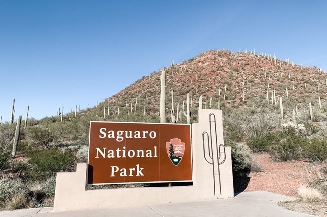 There are a lot of options for hikes in Saguaro National Park