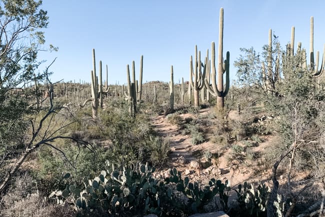 You will see a lot of saguaro cacti on your hikes in Saguaro National Park