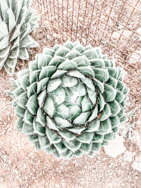 Walking the trails of the Desert Botanical Garden is one of the best outdoor activities in Phoenix