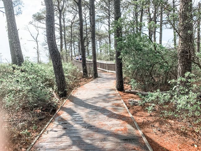 Life of the Marsh Trail