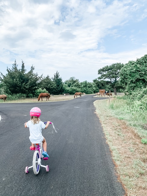 One of the best things to do in Assateague Island is to see the wild horses