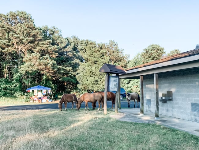 When enjoying the things to do on Assateague Island keep an eye out for the wild horses
