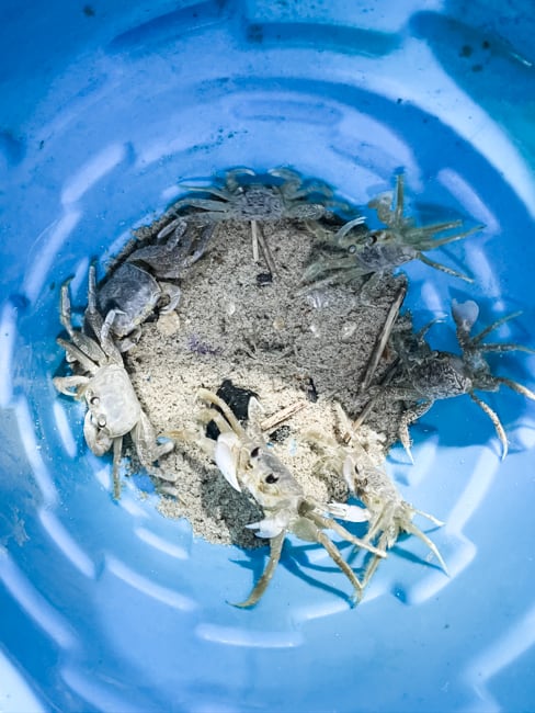 Ghost crabs are easy to find at night on the best beaches in the Outer Banks.