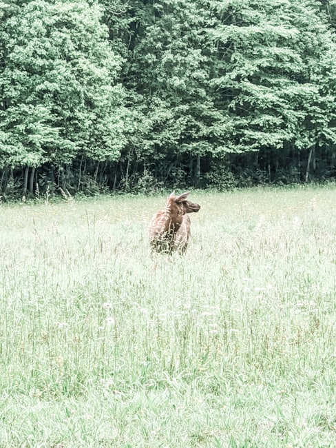 Cherokee elk along side of the best hikes in the Smokies