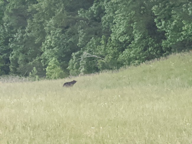 Bear in Smoky Mountains National Park