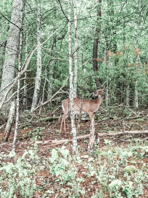 Deer along side the best hikes in the Smokies