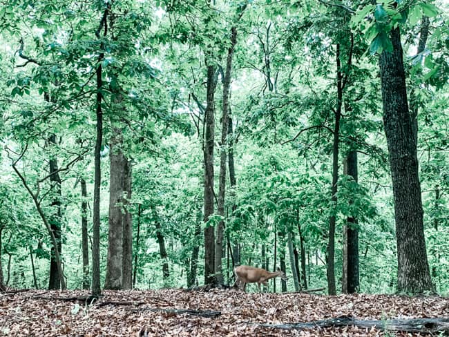27 Best Family Activities in St Louis in 2022 22 Lone Elk Park in St Louis