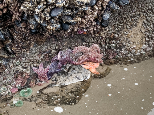 Starfish in a tide pool at Haystack Rock. Tide pooling is one of the best things to do in Cannon Beach.